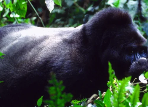 3-Day Safari Itinerary to Bwindi Impenetrable Forest & Queen Elizabeth National Park for Datmac Safaris